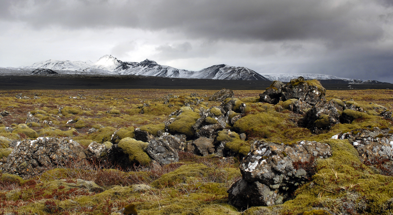 Winterliche Mooslandschaft in Island